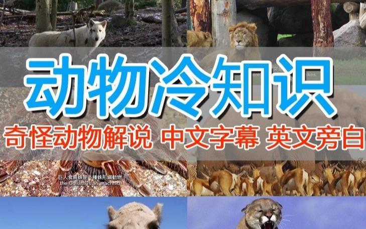 外面卖1699的国外纪录片解说（动物解说、美食、动画片）稳过中视频-第一资源站